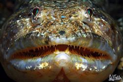 Portrait of a lizzard fish. 
A frecuent species at the C... by Arthur Telle Thiemann 